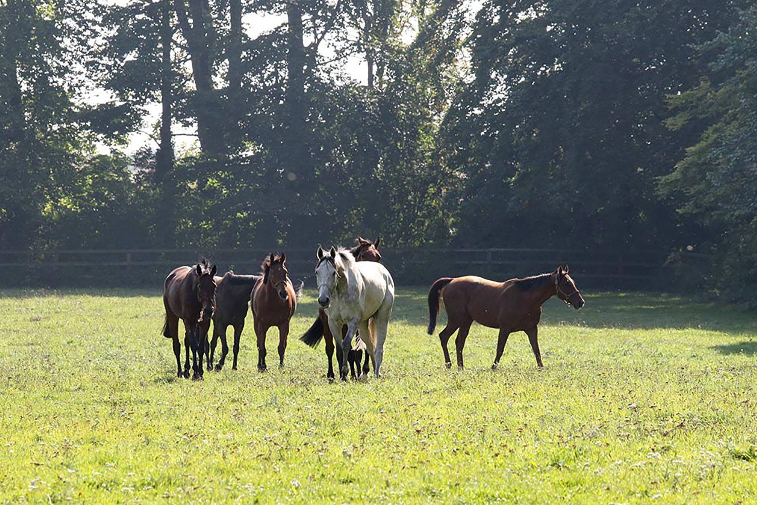 The Henry Cecil Weekend